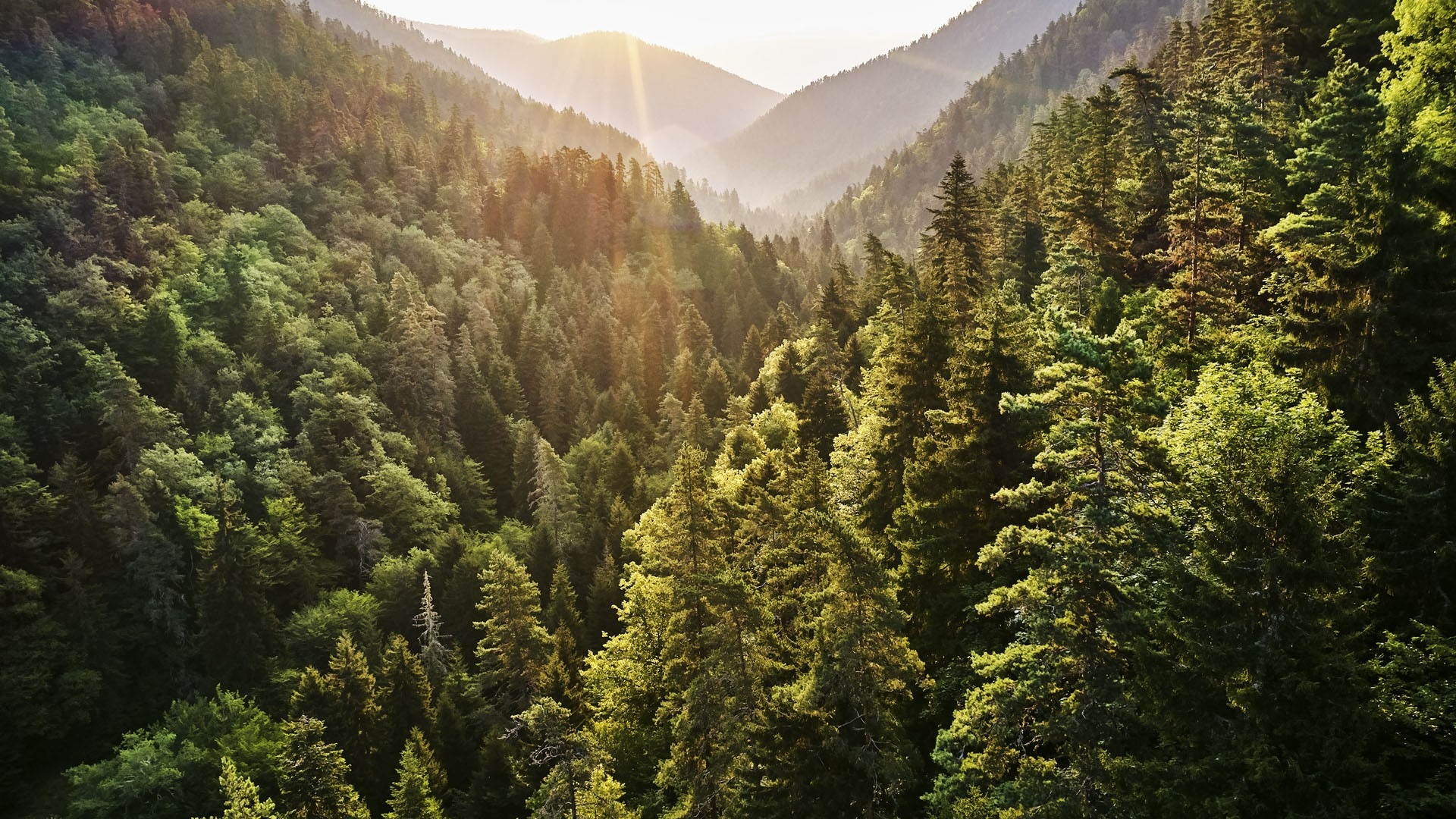 Borjomi